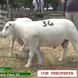 lote31-rp36-37_1730199092