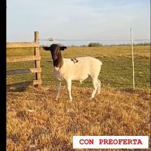 lote34-rp43_85551807