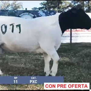 lote39-rp11_837186545