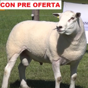 lote4-pre