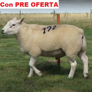 lote4-pre_1317647283