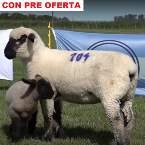 lote41-pre