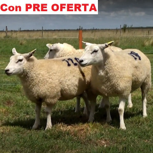 lote42-pre_290647839
