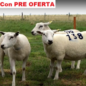 lote44-pre