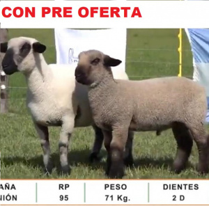 lote48-1-pre