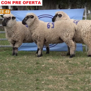 lote49-pre