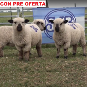 lote54-pre