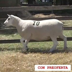 lote8-rp10_664151069