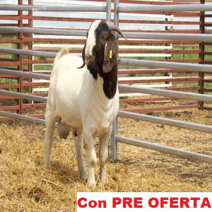 lote_10-pre