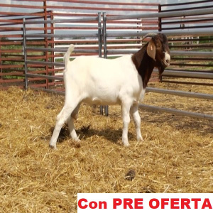 lote_22-pre