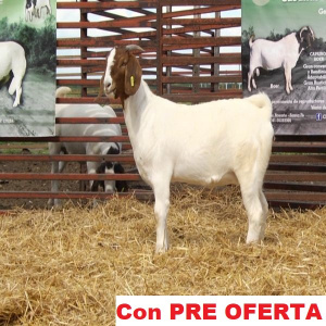 lote_25-pre