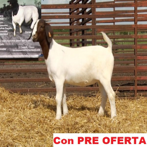 lote_27-pre