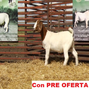 lote_28-pre