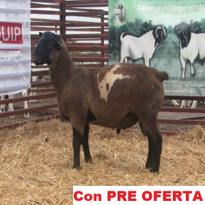 lote_51-pre