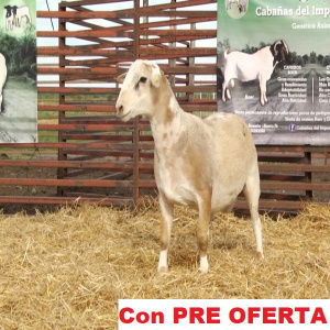 lote_53-pre