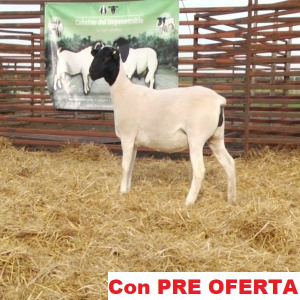 lote_62-pre