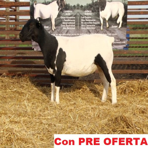 lote_66-pre