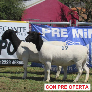 rp_19_y_60_1122202406