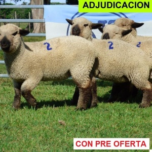 rp_2_corderas_253733218