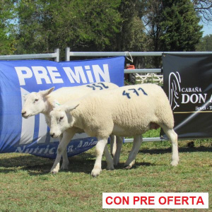 rp_471_y_552_1017528634