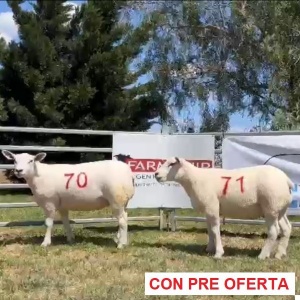 rp_70_y_71_1600118492