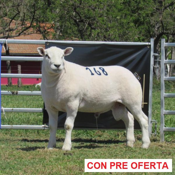 donangel-rp_168_920790913