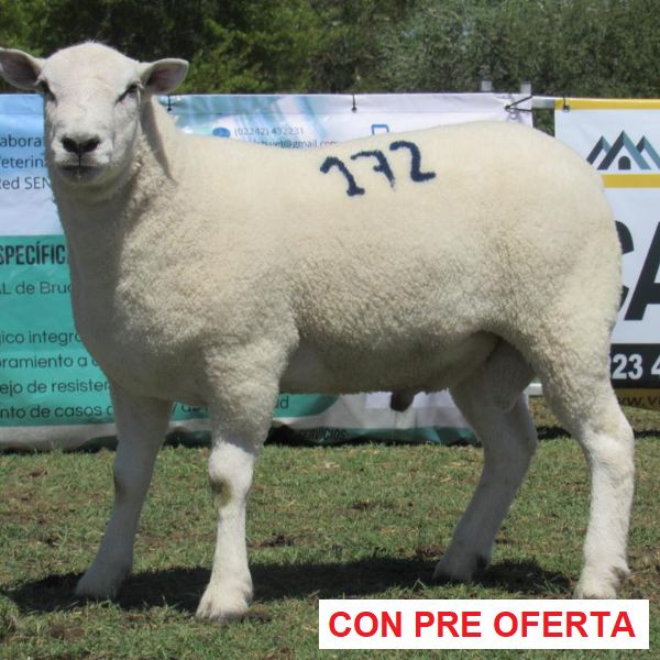 donangel-rp_172_1682611195