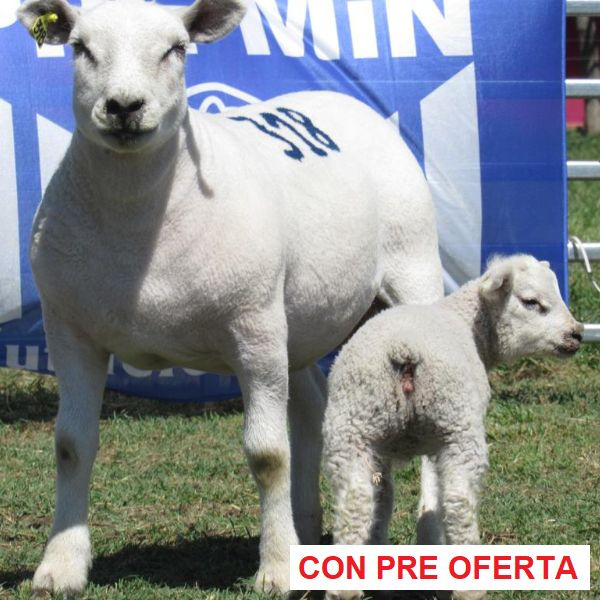 donangel-rp_318_1254442824