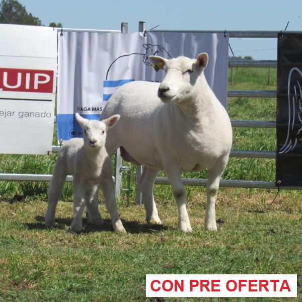 donangel-rp_325_212226967