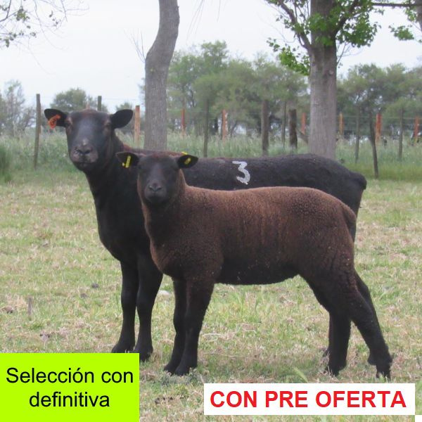 donangel-rp_3_naranja_1325573053