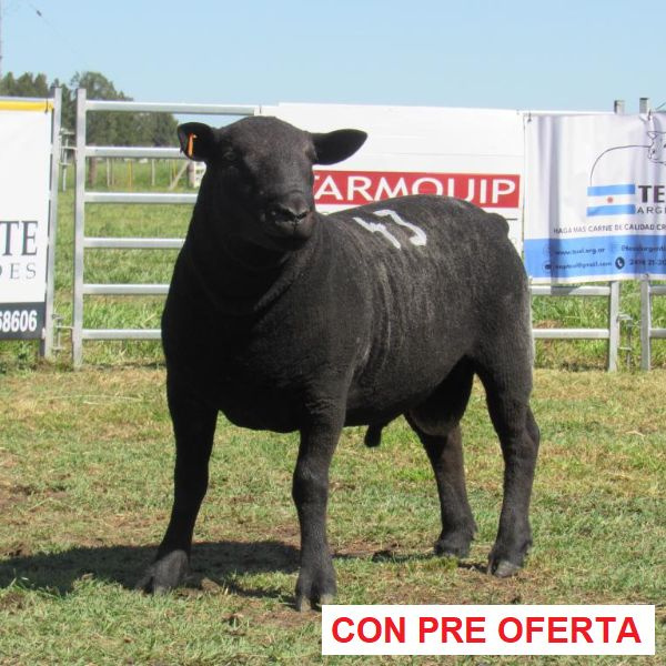 donangel-rp_43_1344670456