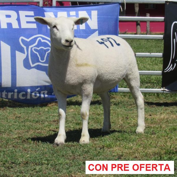 donangel-rp_492_1640719418