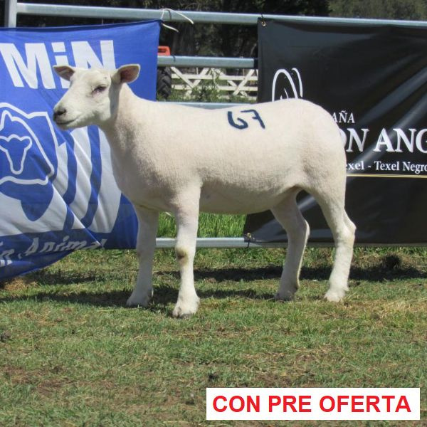 donangel-rp_67_1046315473