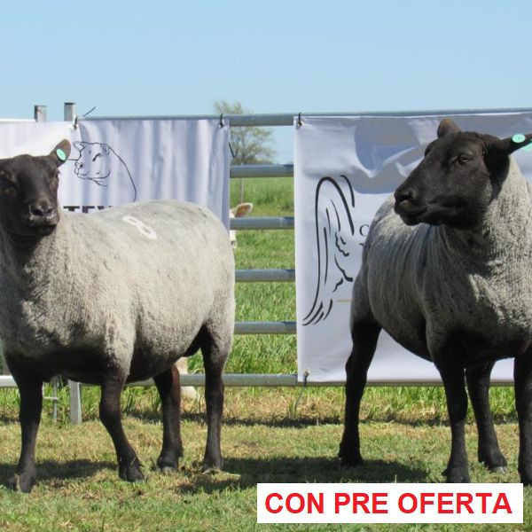 donangel-rp_8_y_3_746116993