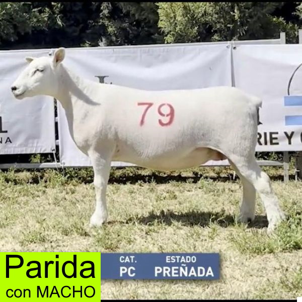 la-sonada-lote-13_1899868031