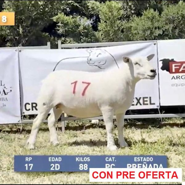 la-sonada-lote-8_741690289