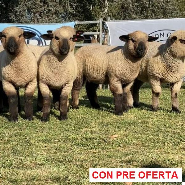 la-union-lote-50_1158926310