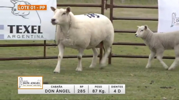 lote-01-don-angel_548036779