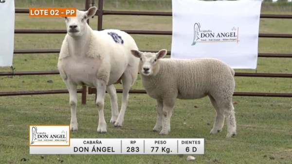 lote-02-don-angel_599384525