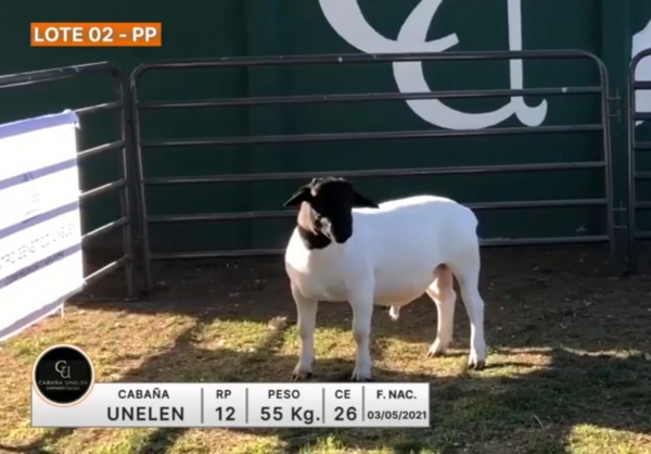 lote-02-unelen_500774024