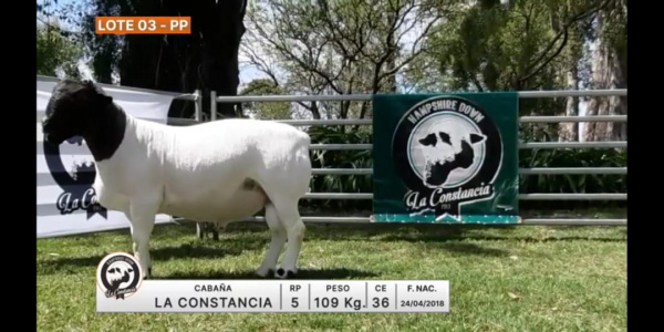 lote-03-la-constancia_2042628421