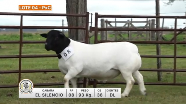 lote-04-el-silencio_1246027593