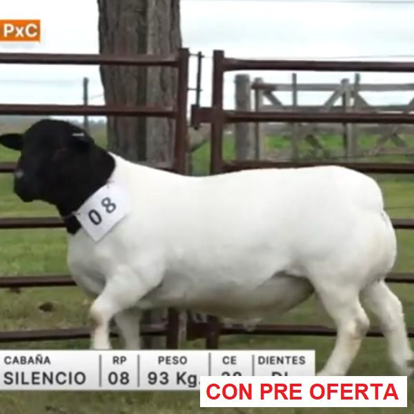 lote-04-el-silencio_594637870