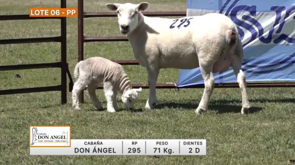 lote-06-don-angel_1949708242