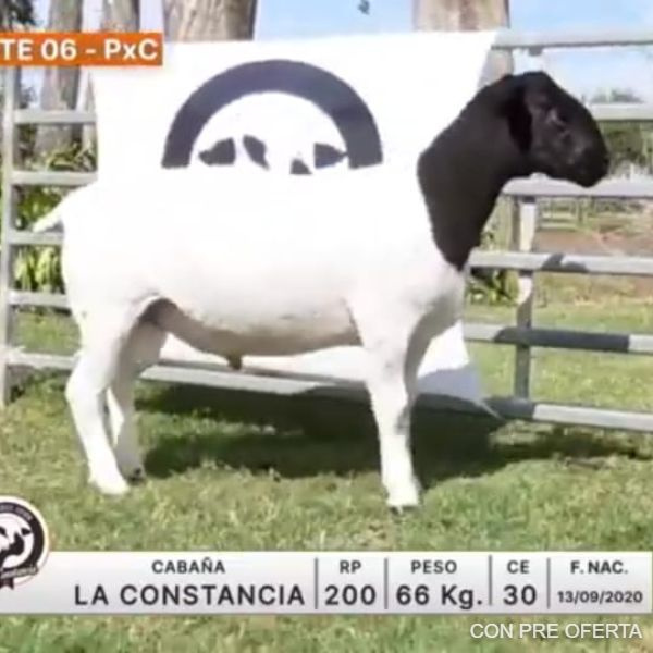 lote-06-la-constancia