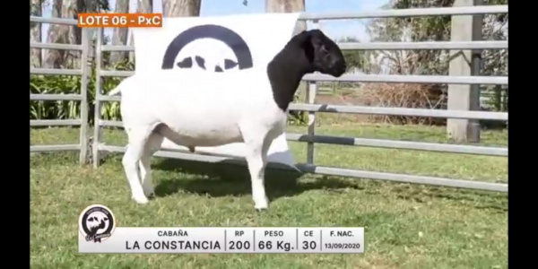 lote-06-la-constancia_1417620616