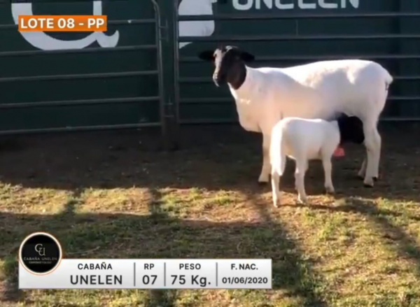 lote-08-unelen