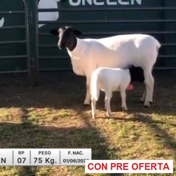 lote-08-unelen_2087105261