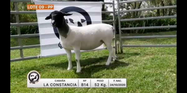 lote-09-la-constancia_1233002211