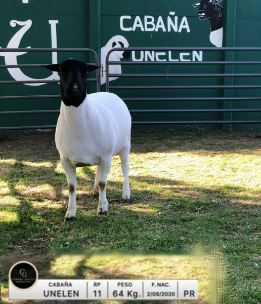 lote-10-unelen_870925265